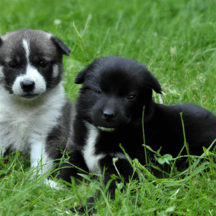 Баға үшін күшікті іздеңіз