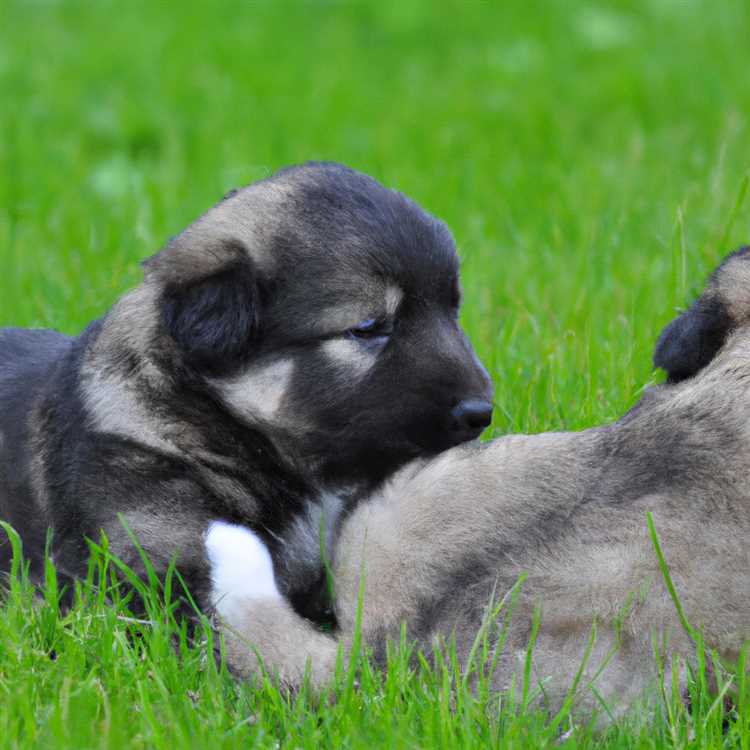 Ярославльдегі сүйкімді және қамқор күшіктерді қайдан сатып алуға болады? Ең жақсы селекционерлер мен питомниктер үшін сараптама! Ырпалар юкрославль