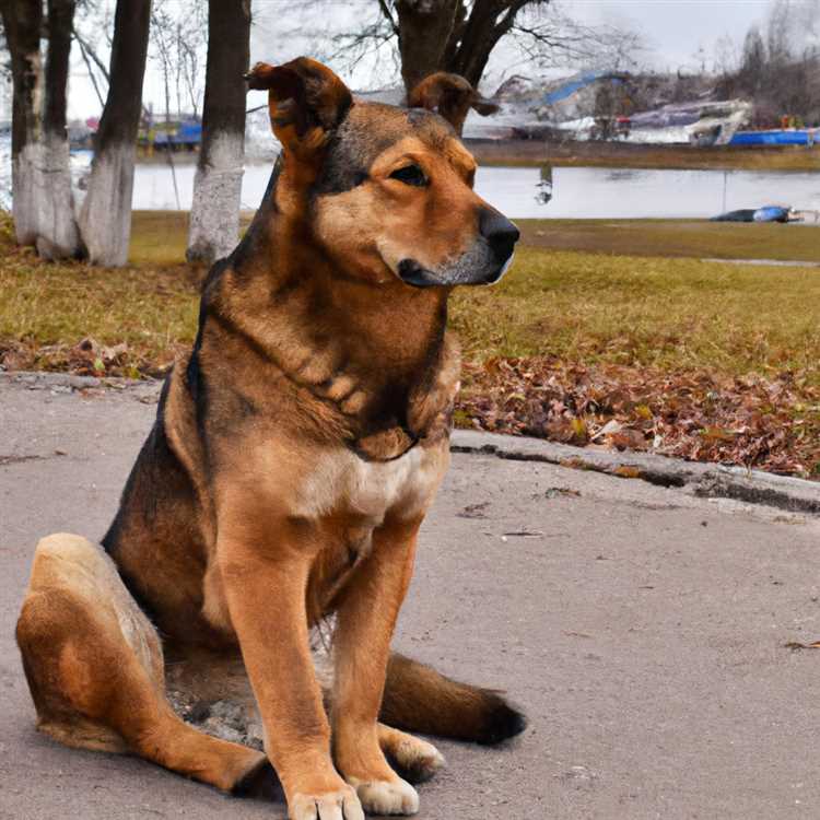 3. Неміс шопаны